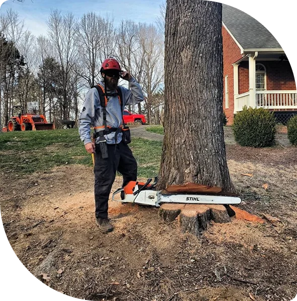Arborist with chainsaw and tree notch