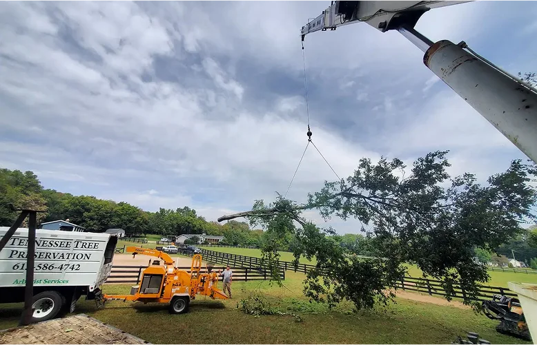 Crane-assisted tree removal service in Franklin TN by TN Tree Preservation crew