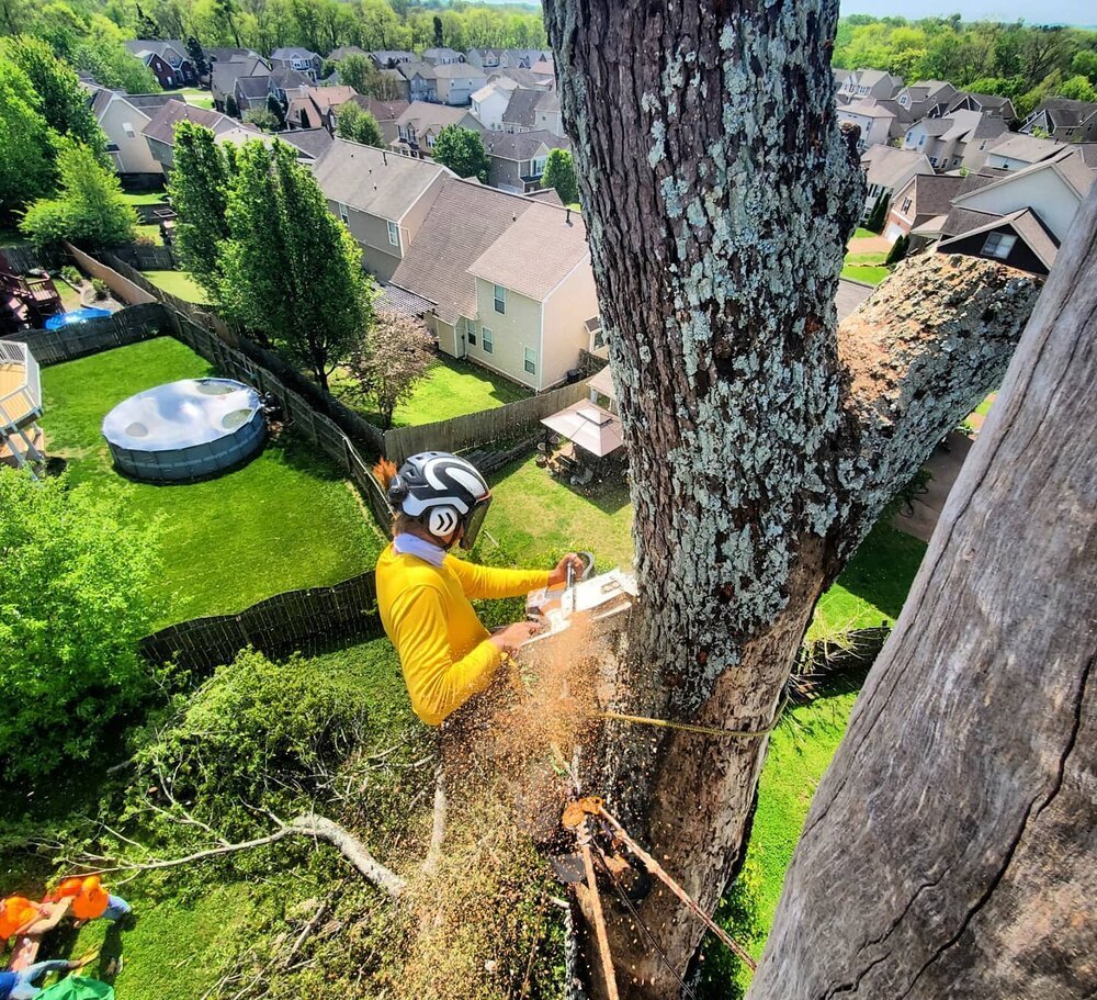 An arborist cutting a tree.
