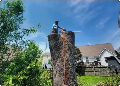 An arborist with a tall tree stump.