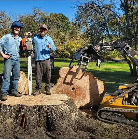 Two arborists with chainsaw and equipment performing large oak tree removal in Franklin TN